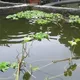 Javanese tilapia fish