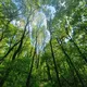 Herbalism and natural cures