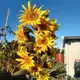 All Things Gardening Perth WA