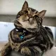 🐈‍⬛ ДОБРЫЕ РУКИ 🐈 БЕКОБОД ШАХАР