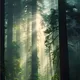 Psychedelic Dark Forest Psytrance Suomisaundi GOA Ambient Chill Оut...