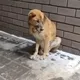New Собачка- Казань группа помощи
