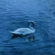 سَــارّهـه