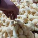 ️ Бройлер Таджикистан
