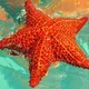 🇩🇴 Chao Cacao Tours 🍌🏝 🚁 República Dominicana Excursiones 🌞 Punta Cana 🏖 Bayahibe 🌎 Samaná 🐋 Ballenas Jorobadas 🎄