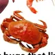 Crabby memes for crabby teens
