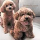 Maltipoo toypoodle kipr cyprus dogs