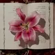 هَـمْسَـانٌ.ٰ