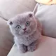 Ankara ve Çevresi Cins Kedi Sahipenme Eş Bulma🐱
