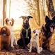 Собаководы Варшавы🐶