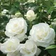 شیخ ادریس صاحب