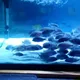 Akvarium va baliq savdosi