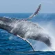 Altcoin whales