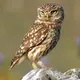 Північний Сич 🦉