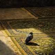 ميمونـة