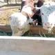 Qirgizton mol-qo'ylar yetkazib beraman.