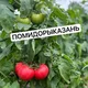 Казань СВОИ помидоры и огурцы 🍅