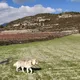 Cyprus Dogs Out