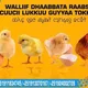 Walliif Dhaabbata Raabsa Cuucii Lukkuu Guyyaa Tokkoo POULTRY FARM