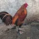 បក្សីទេពក្រុងកម្ពុជា ( Cuba Group )❤️🦅❤️