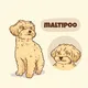 MALTIPOO RUSSIA