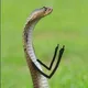 Python with ahillary