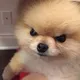 чат Mali Dog 🐶