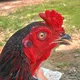 KBF FAUZI ROOSTER (IMPORT FROM THAILAND) 🐓🐓🐓