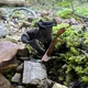 Черногория Грибы 🌲🍄🌳