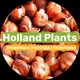 Луковица тюльпанов | Holland Plants