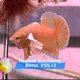 🛒🇹🇭Purchasing Fish Thailand