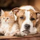 Adoption Tiere Animals Paraguay 🐾🇵🇾