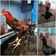 Perternak Ayam PAMA