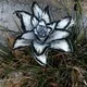 成都茉莉花报告频道