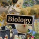 F Bio 🪿