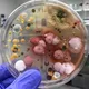 Iran Pharmaceutical Microbiology