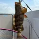 SG Fishing