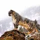 Казахстан = Алтын Орда.