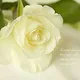 یه قدم مانده به دوست مهدی عبدلی