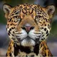 Luxury_ persian