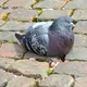 EUTIN STEHT AUF