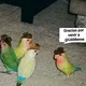 Universidad Argentina del Meme