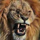 LION OF JUDAH CHRISTIAN LIBRARY