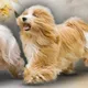 Питомник собак породы Хаванез / Havanese - Havana Gallerey. Предлагаем к покупке Щенков всех окрасов