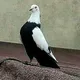 NAMANGAN RMK KABUTAR YAKKA PARVOZLARI