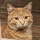 Русские в Тбилиси 🇬🇪 🐈🐈‍⬛