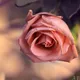 Nikol по следам аромании