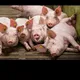 Compra y venta de cerdos - La habana - cuba-🐷🐖