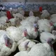 Buxoro 🦃 Kurka va parandalari