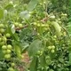 ПАЯРИҚ РАЙОН КЎЧАТЛАРИ